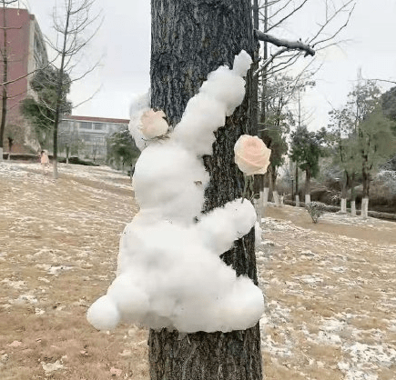 寒潮|南方下“大雪”了？！初雪打卡照火了！网友：南方人的限定版快乐