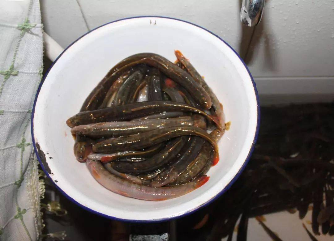 生活在四川深丘地区的一种小鱼我们叫石钢鳅