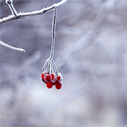 洛阳|初冬，我在南翔等一场雪