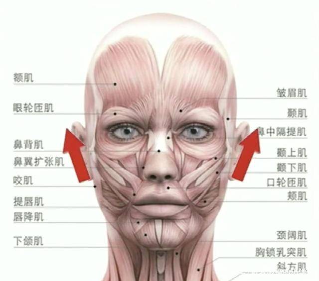 笑肌在哪个位置图片图片