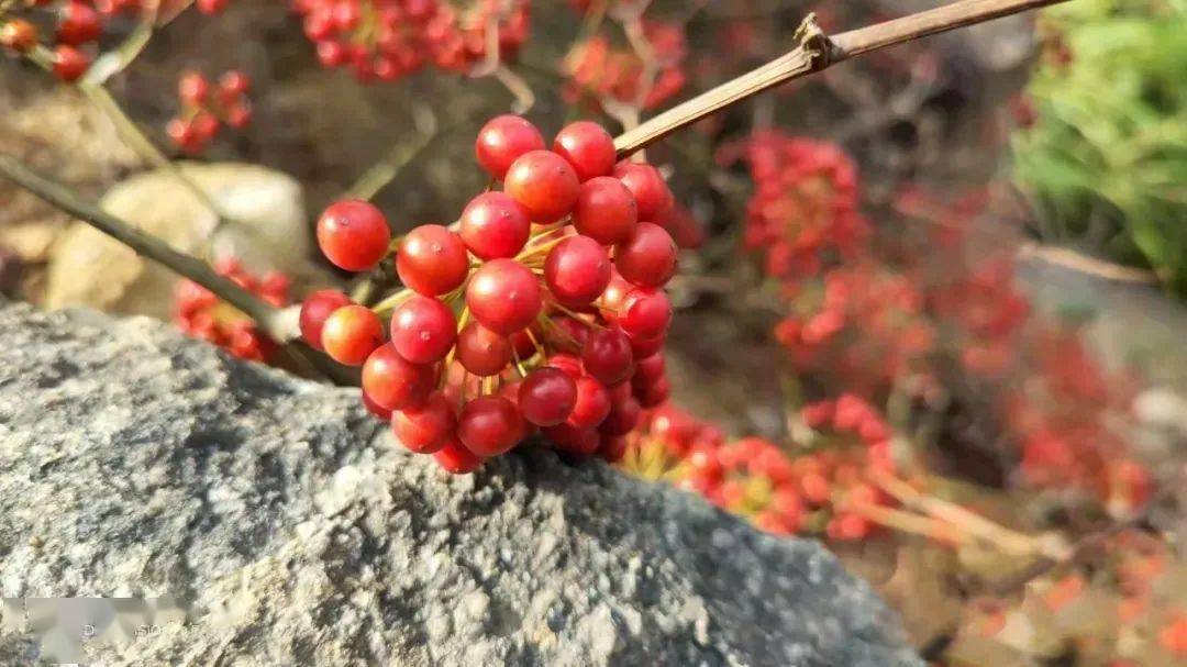 金剛藤它的學名叫菝葜,別名叫麻甲簕,鱟殼刺,麻甲頭,客家人叫馬甲子.