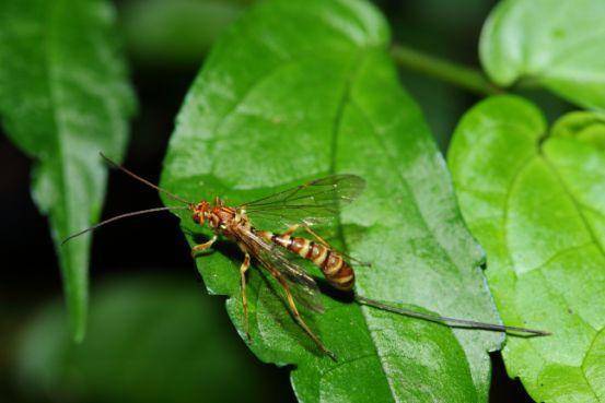 榕树与榕小蜂的亲密缘分他们的协作关系持续了千万年