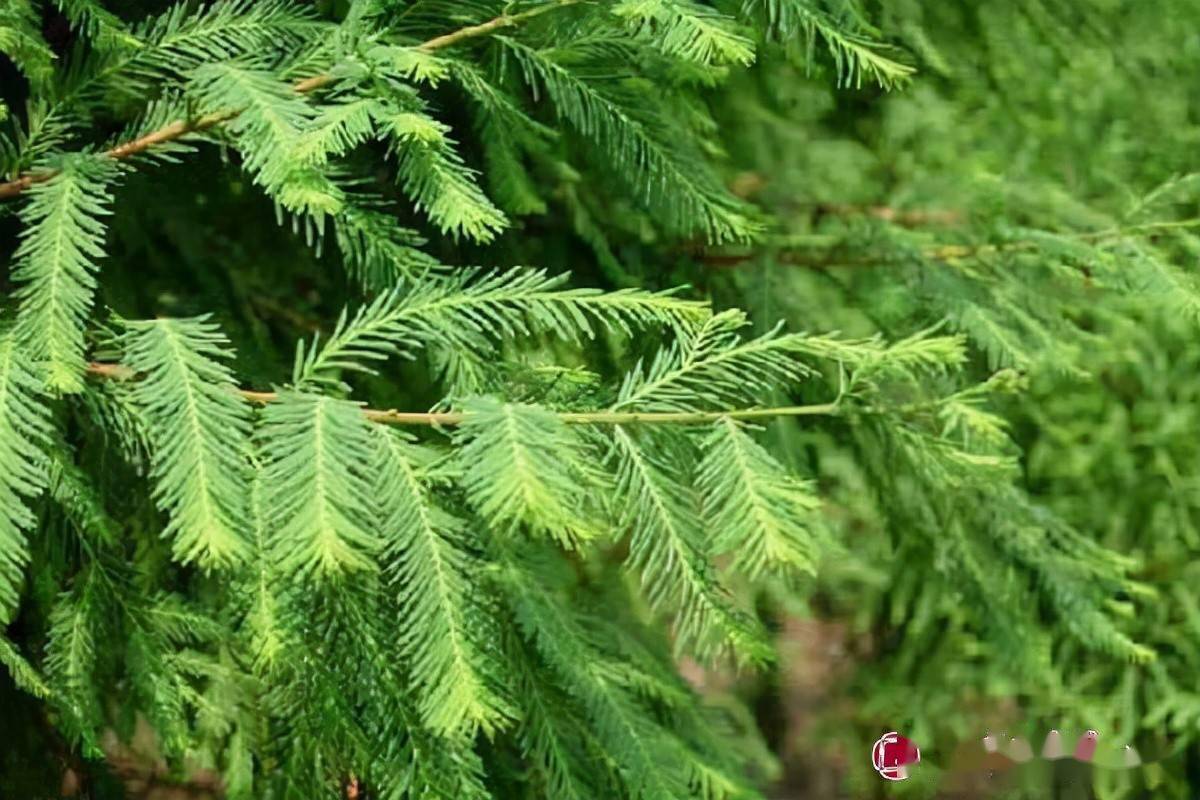 这个耐盐碱耐水湿能抗风适应性广的树种将持续俏销