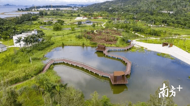 深圳坝光湿地公园图片