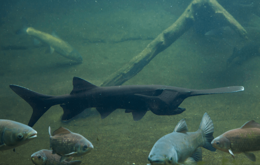 美国白鲟扎根中国寿命达30多年漏网之鱼逃入千岛湖