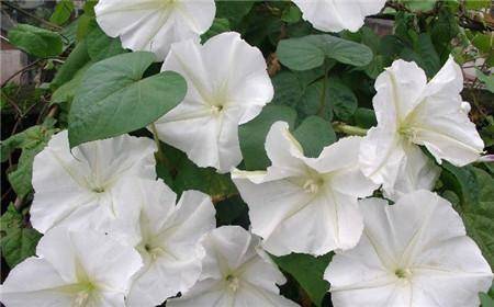 暮光中永不散去的容颜 生命中永不丢失的温暖 月光花 草本植物 调节 夜间