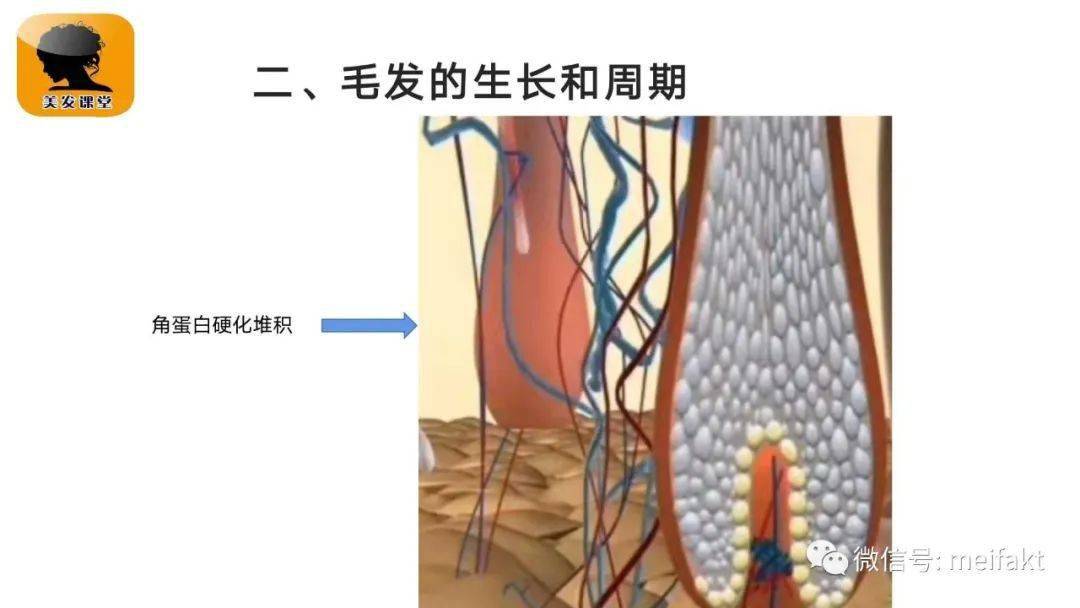 毛髮基礎理論頭髮的結構與功能