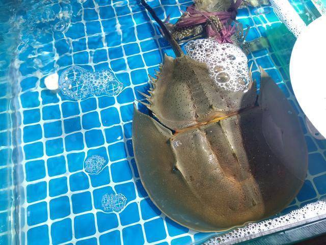 蓝色血液的动物 a2f1f980347c42fd984bd58f8b98e907.jpeg