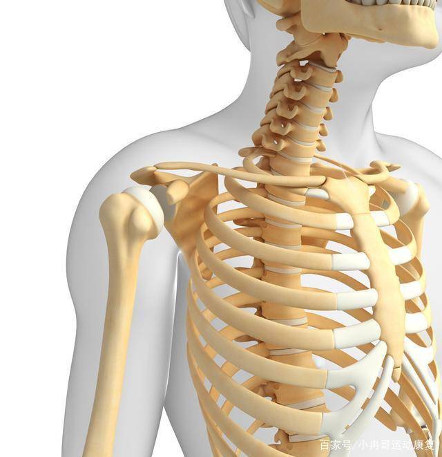 康复师教你5个动作摆脱肋骨外翻,迎接完美体态_影响_腹部_胸椎