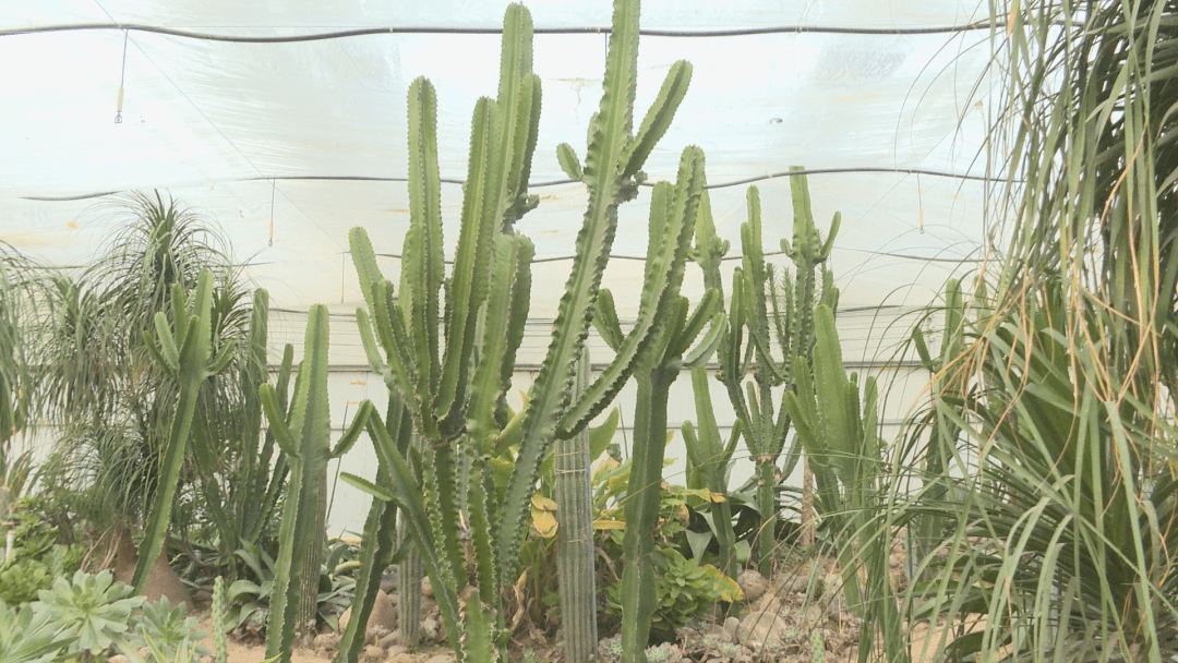 长寿之乡河南封丘:萌萌"多肉"敲开乡村"致富门"