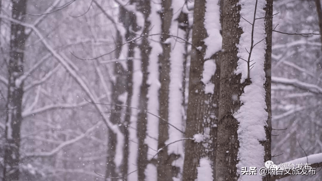 雪花|仙境烟台，风雪中的这三天……