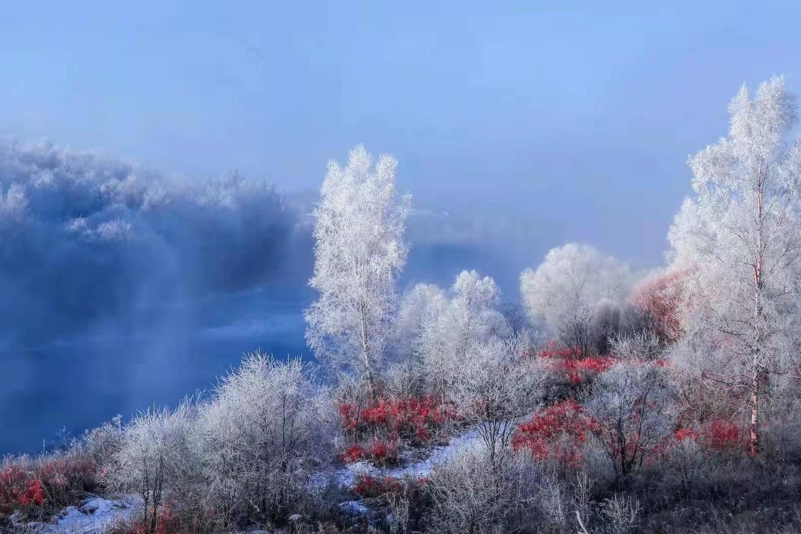 风景区|数九寒冬 逊克雾凇最美时