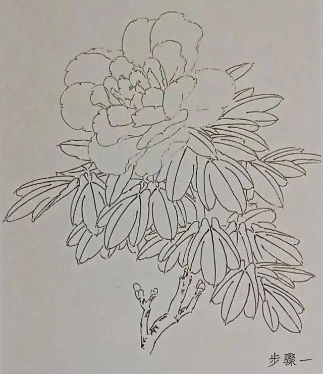 国画教程工笔牡丹步骤