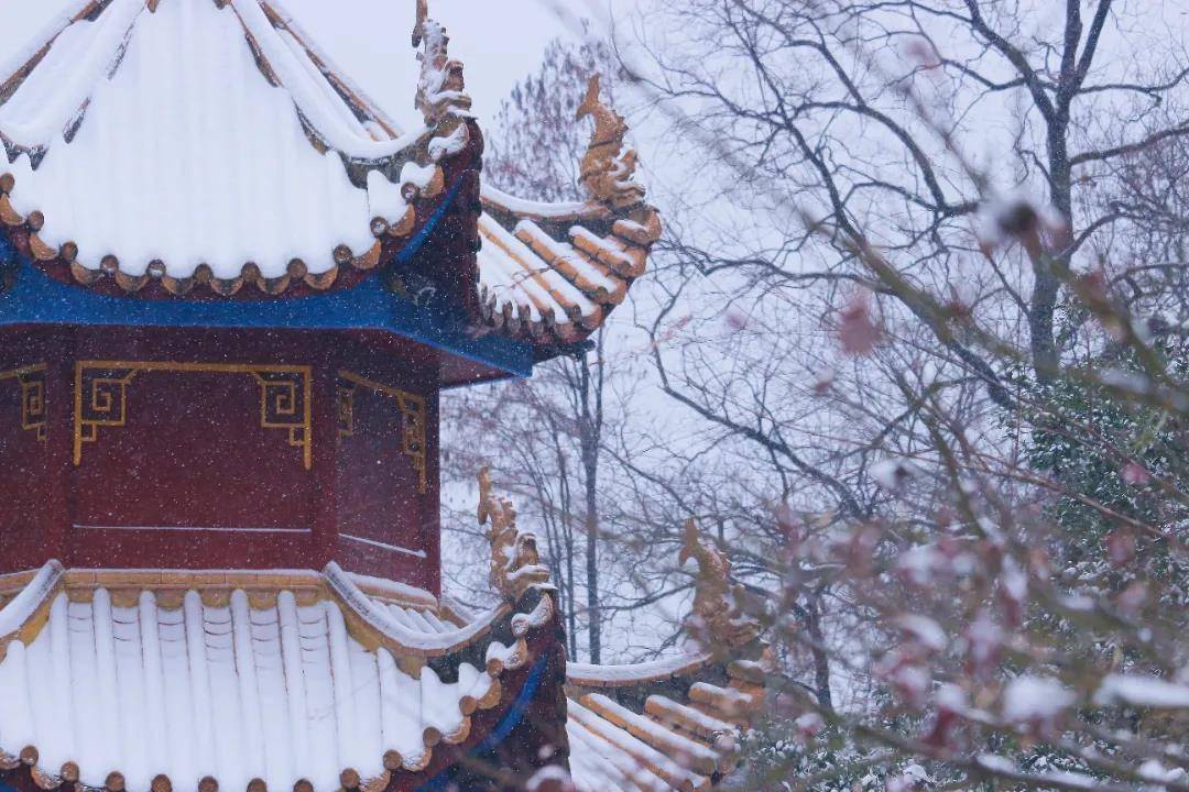 初雪|湖南高校初雪图鉴 第一次这么认真地赏雪