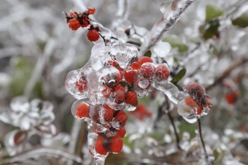 石城八卦腦下雪了嗎?下啦,太美了!_霧凇_打了個_冰盔