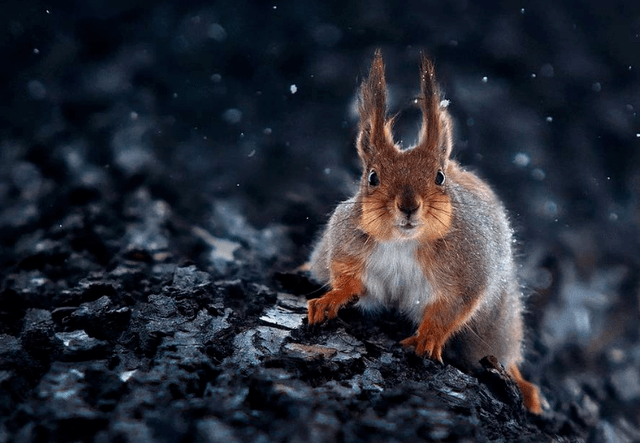 动物摄影作品欣赏治愈不开心被这些小动物们萌翻了