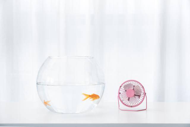 怎么养鱼水不会浑浊 19028116244c49219b460bc00f37112d.jpeg