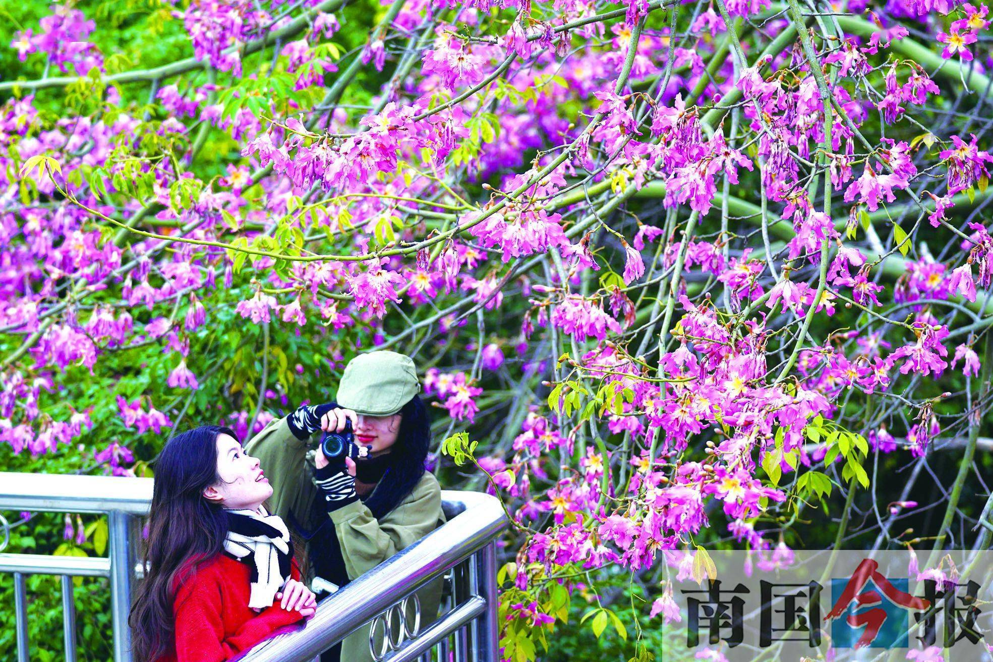 市民|柳州街头异木棉花绽放！繁花如瀑，上演寒冬里的粉色浪漫