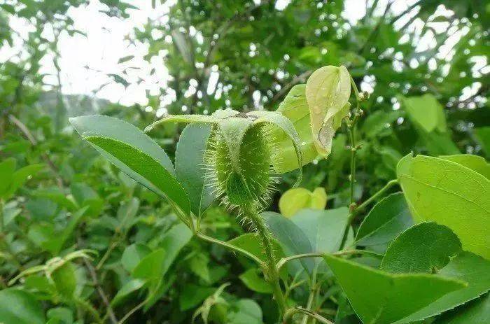 金櫻子別名:糖罐子,刺頭,倒掛金鉤,黃茶瓶等.四月開白花.