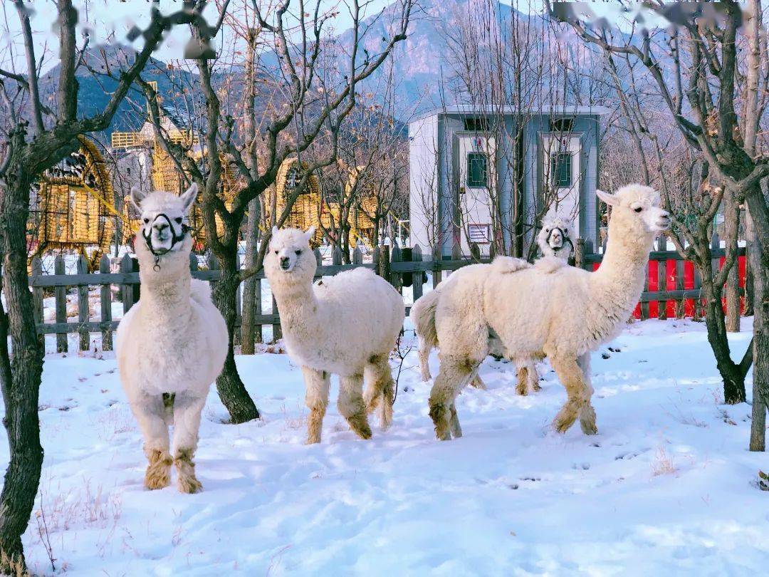 运动会|青山园冰雪嘉年华，治好你的玩雪渴望症