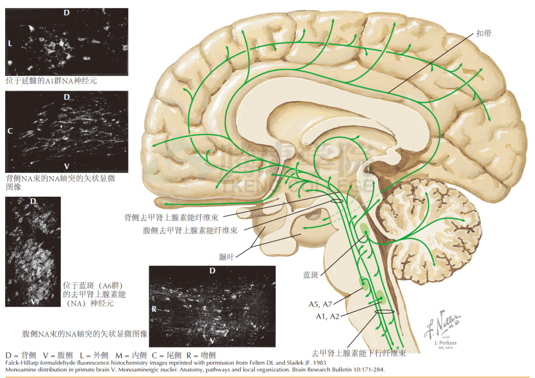 肾上腺交感神经节细胞图片
