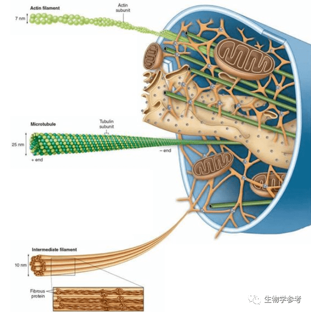 而且和中心体一致,细胞骨架也是由微管构成的结构,除微管外还包含微丝