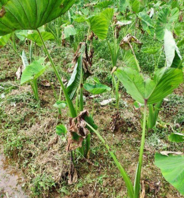 芋头出现大面积死苗是怎么回事特地告诉你这样防治效果更好