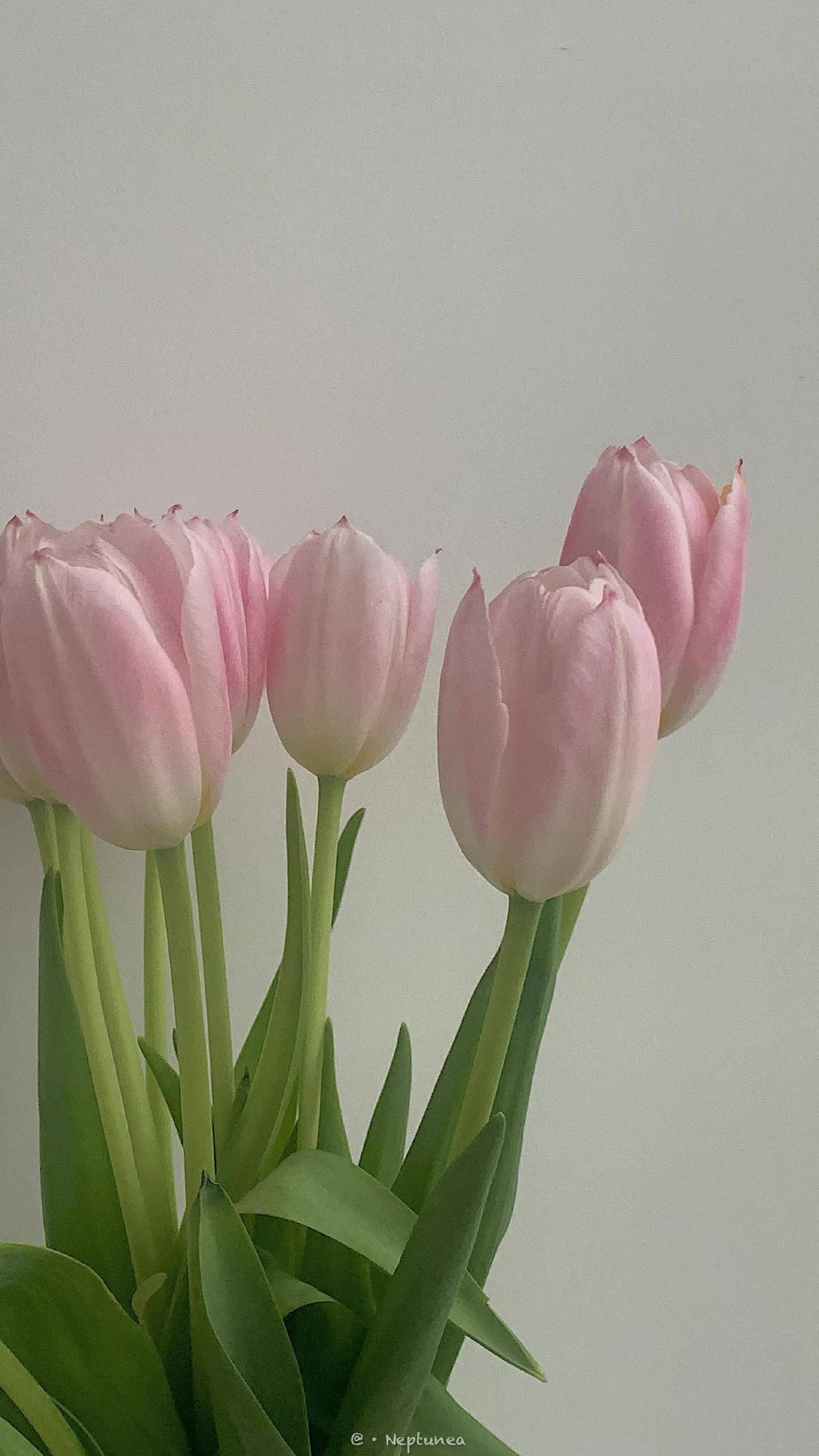 好看的花花壁纸来啦