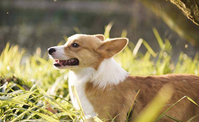 讓伊麗莎白女王都愛不釋手的柯基犬有什麼優缺點?