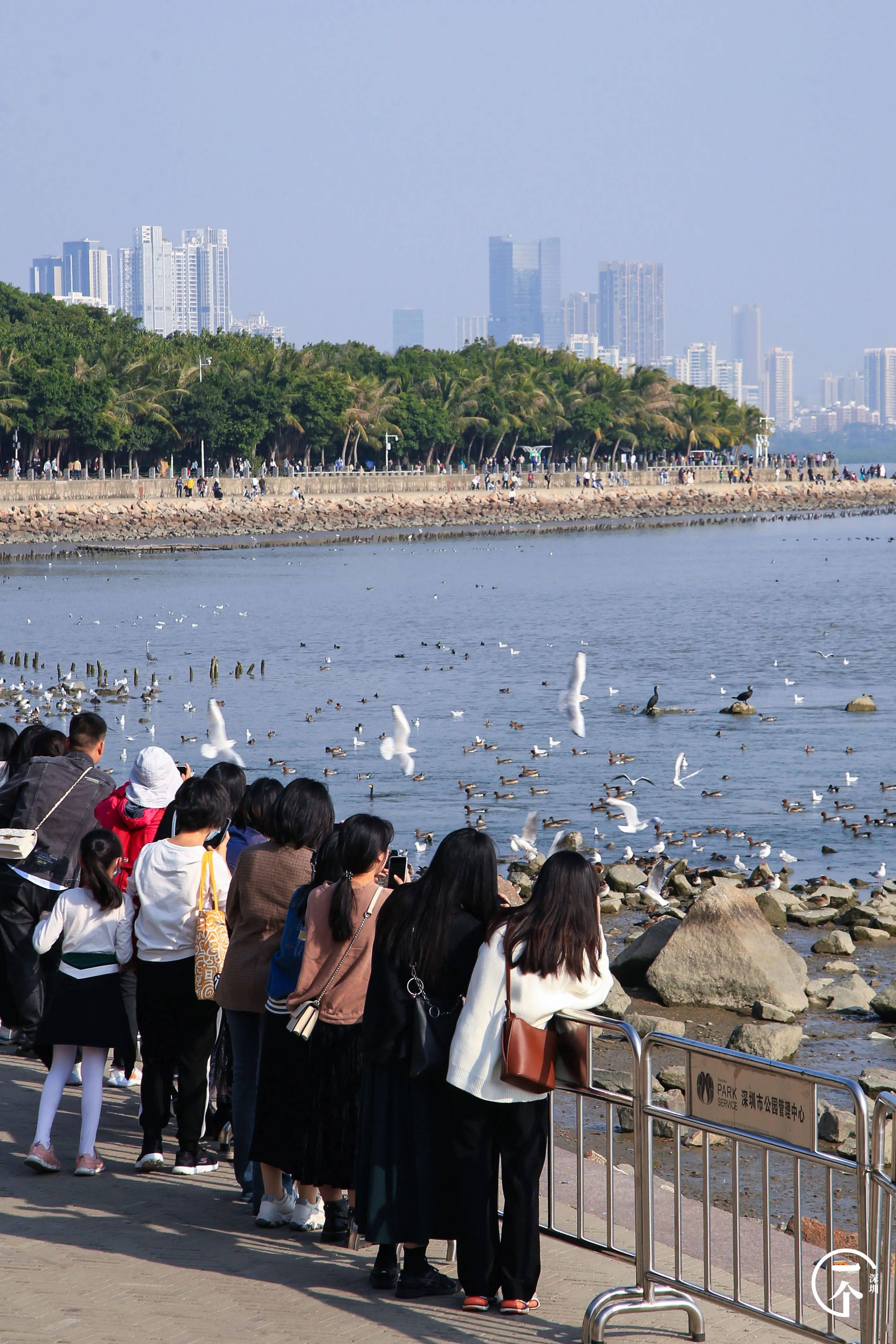 等了一年,深圳湾万鸟齐聚,绝了!