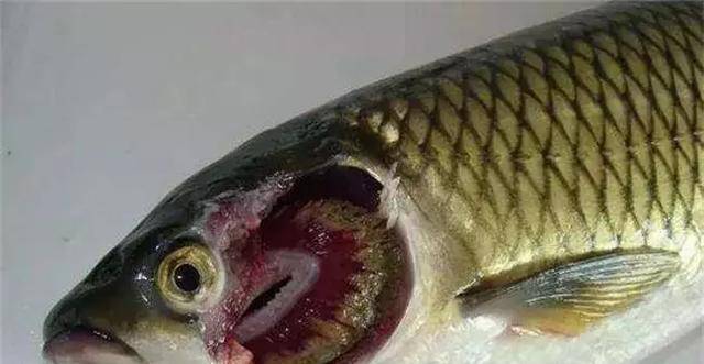 鱼塘杀虫防虫小技巧不用再做无用功