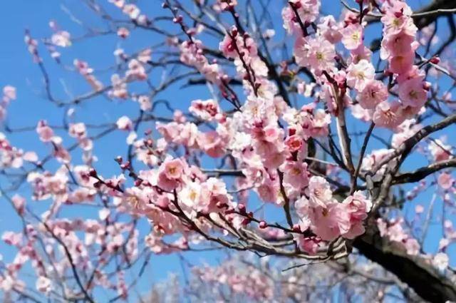 花开正当时 莫负好时光 古人 趣味 天时 花开正当时 莫负好时光 古人 趣味 天时
