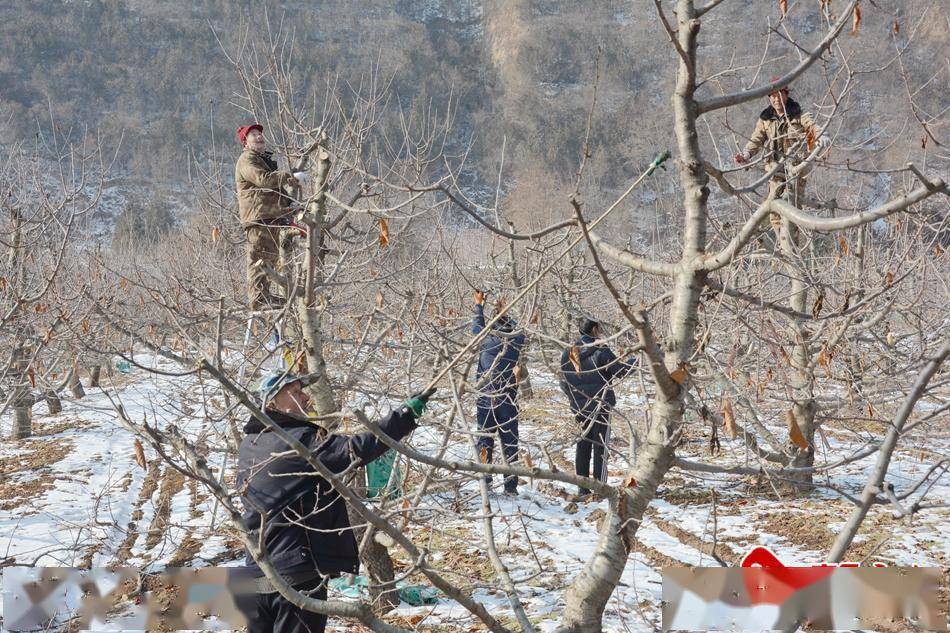 12月29日,在秦州区藉口镇北灵村的樱桃园里,果农们在给樱桃树修剪枝条