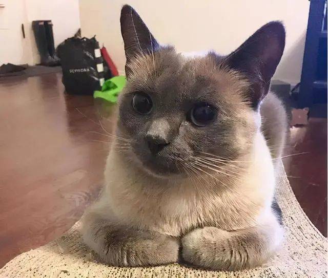 猫咪为什么喜欢揣手手？养猫多年的你，未必知道_爪子_主人_姿势