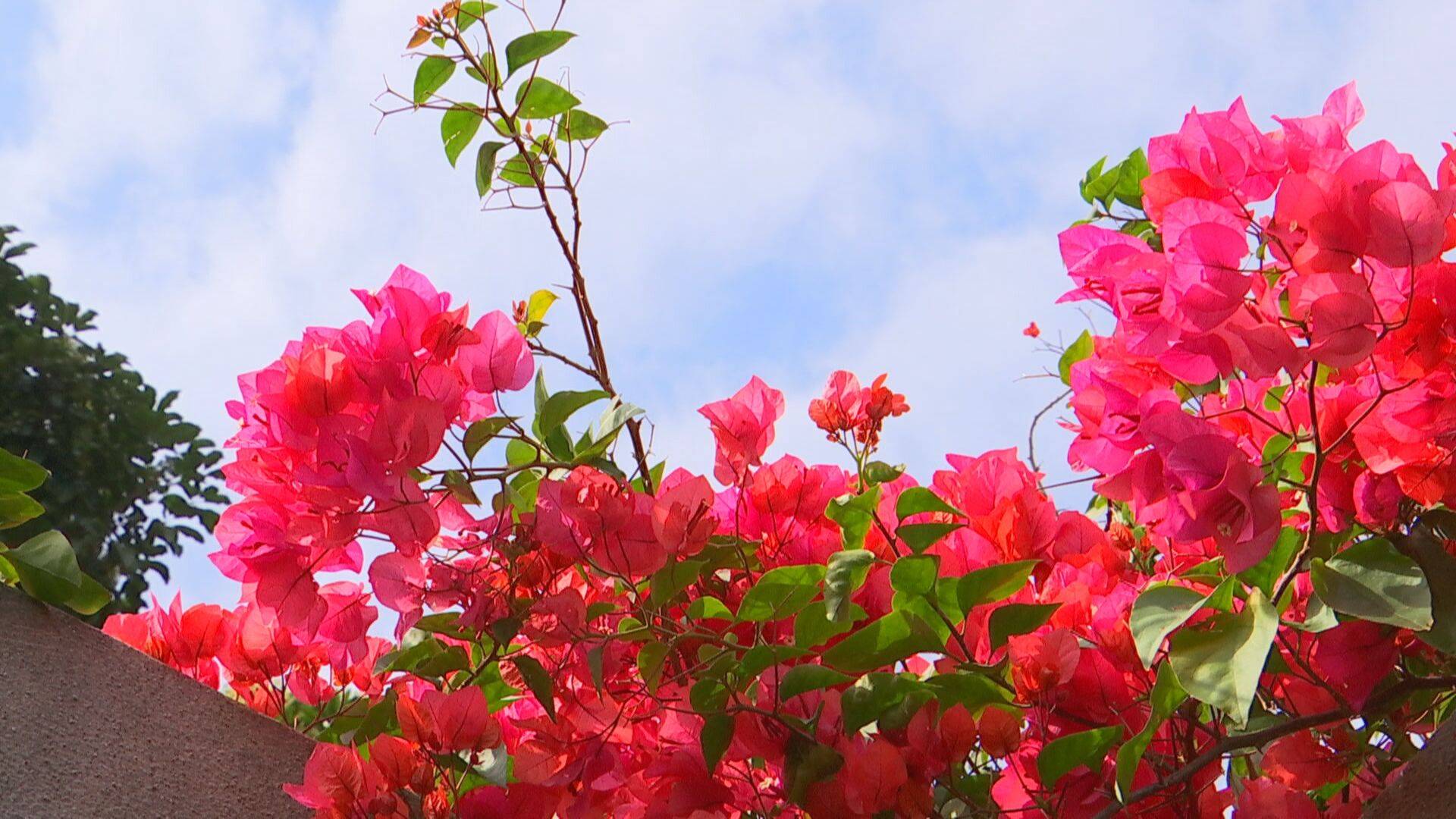 簕杜鹃市花图片