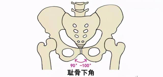 掌健識孕育生命先從瞭解這裡開始女性骨盆篇