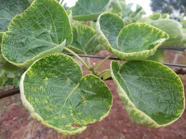 【创森知识】花草植物常见的"缺素症"!