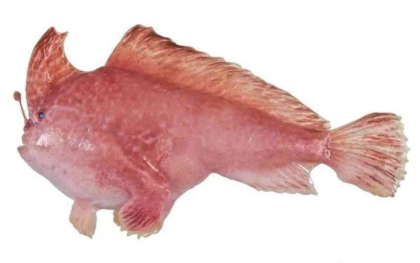 时隔22年澳大利亚再次发现罕见的粉红手鱼有手还会走