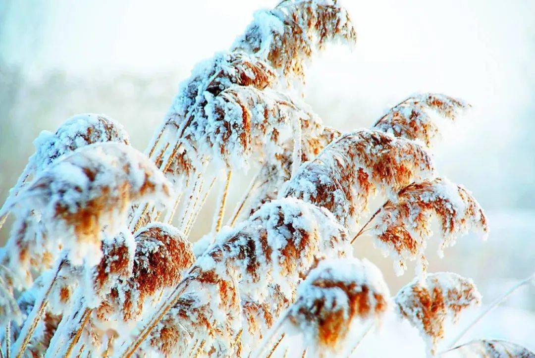 什么样的天空飘着什么的雪花 157e4b6292224ec790479c2347c1de1c.jpeg