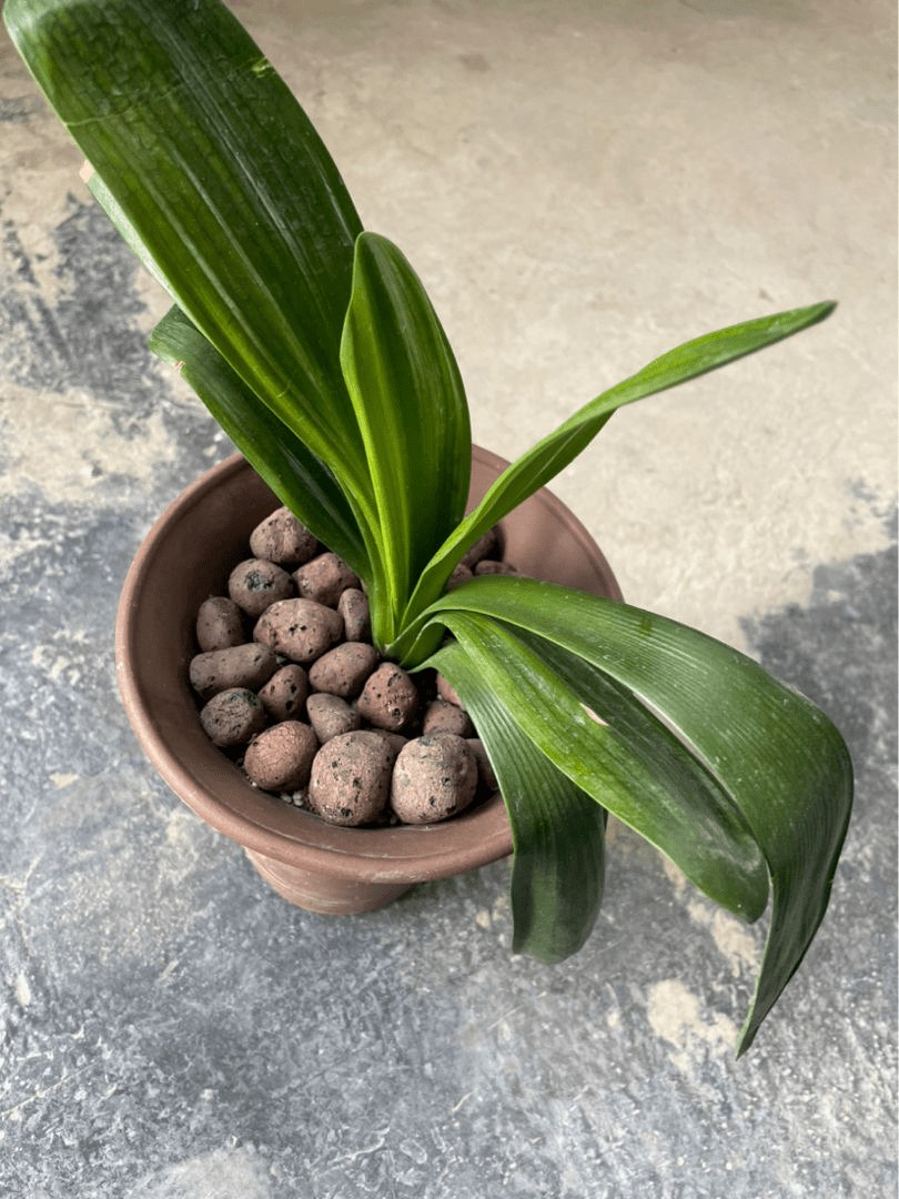 叶子|冬天养君子兰,要给它加点“零食”,叶子油亮开花爆盆