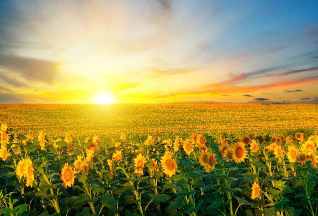 新年希望祈愿山河无恙人间皆安67