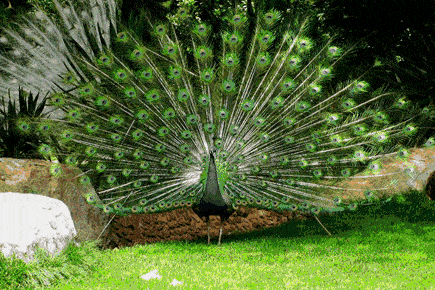 3711d3db482f4f79a81aed38a63cdb89.gif