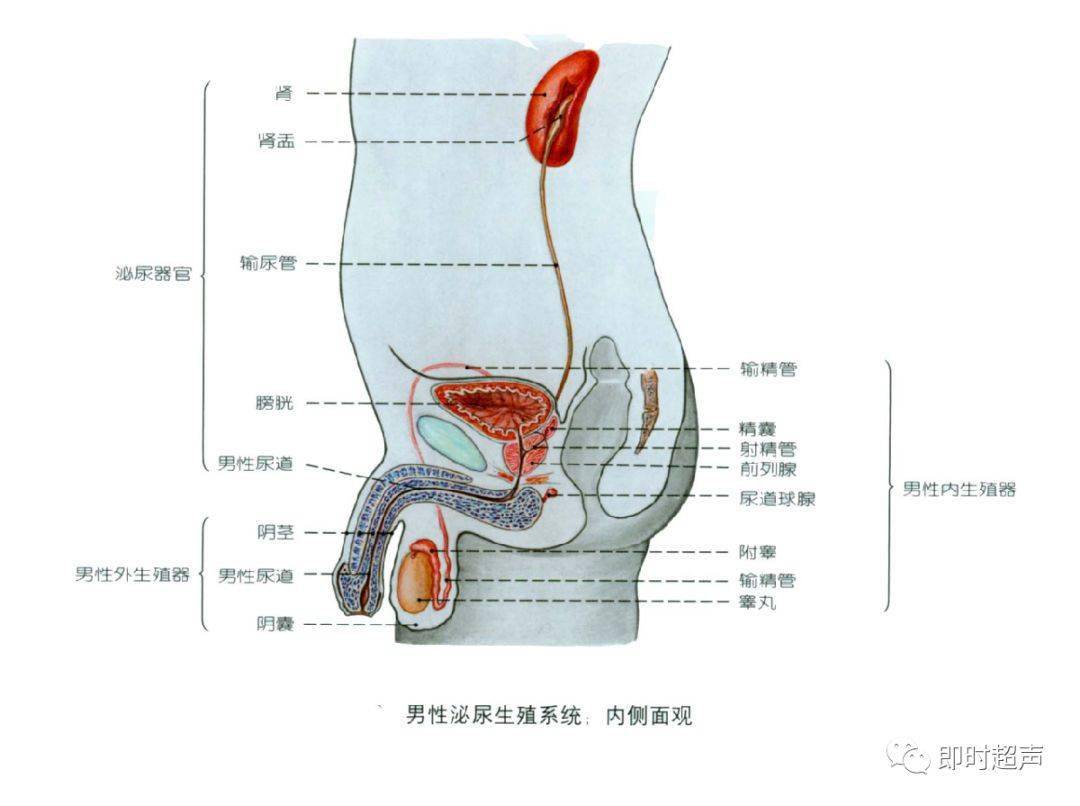 详细的生殖系统解剖图示注解