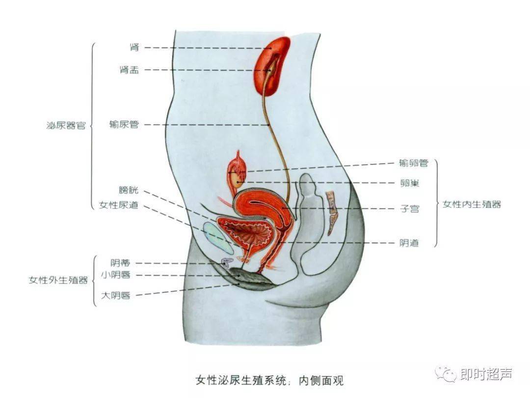 女性正常的阴囊外观图片