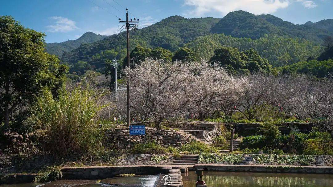 揭西梅花赏梅地点图片