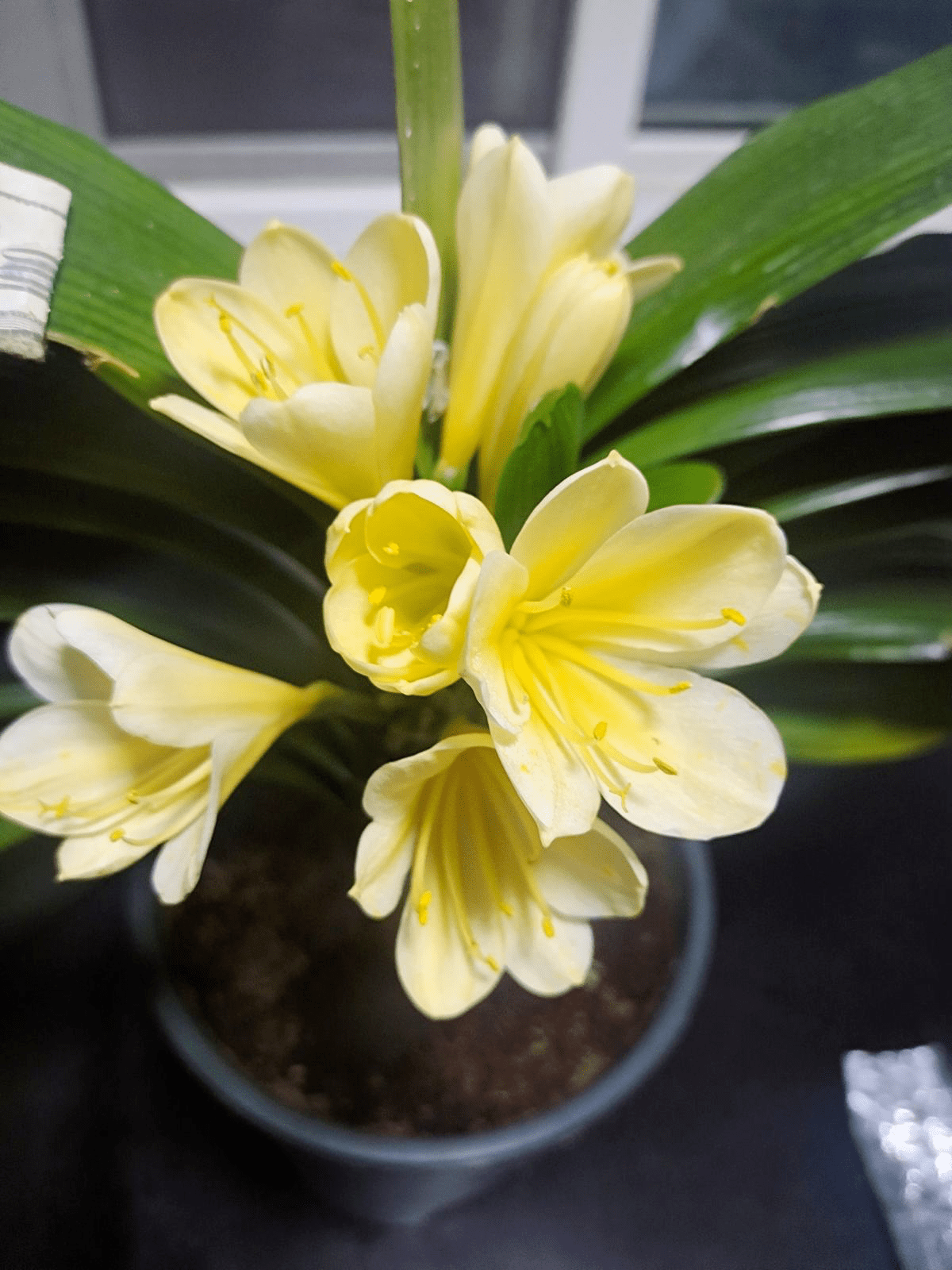 叶子|冬天养君子兰,要给它加点“零食”,叶子油亮开花爆盆