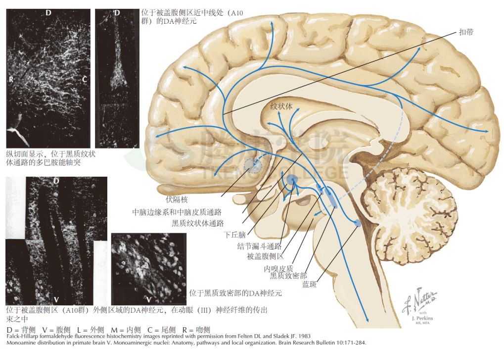 神經解剖學多巴胺能神經纖維通路