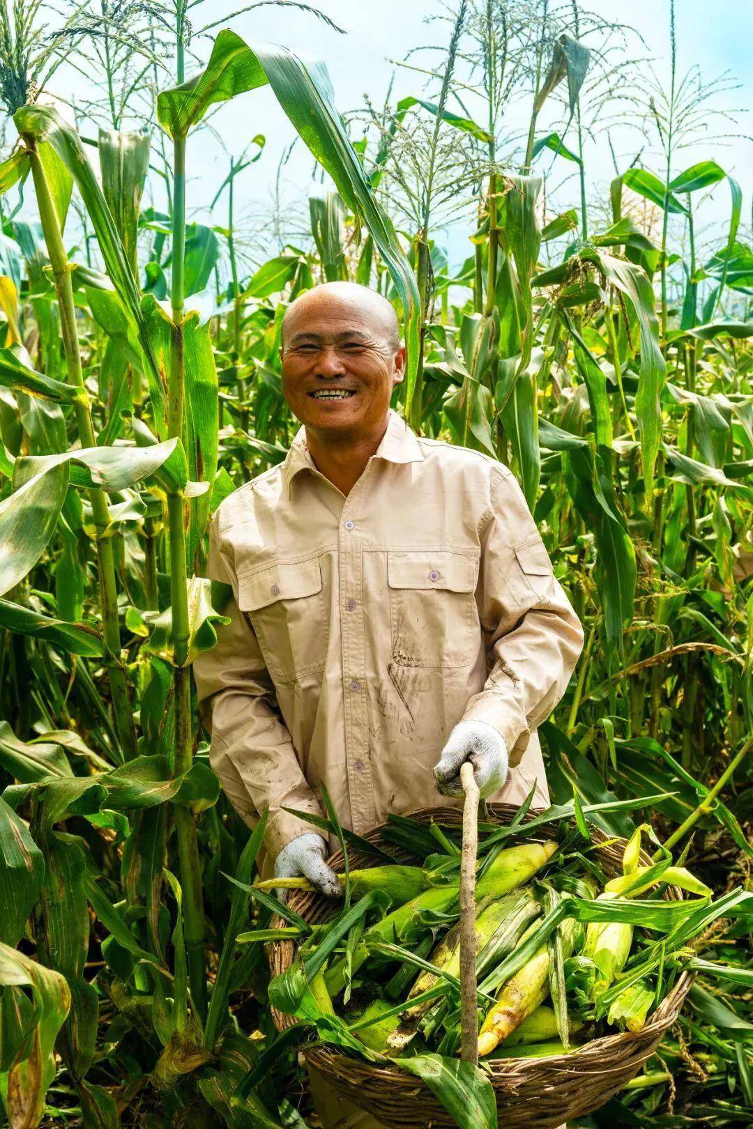 玉米,这来自白山黑水间的饭桌之光,正在借助乡村振兴,产业升级的东风