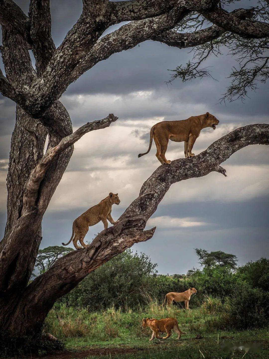 自然界中潇洒的野生动物
