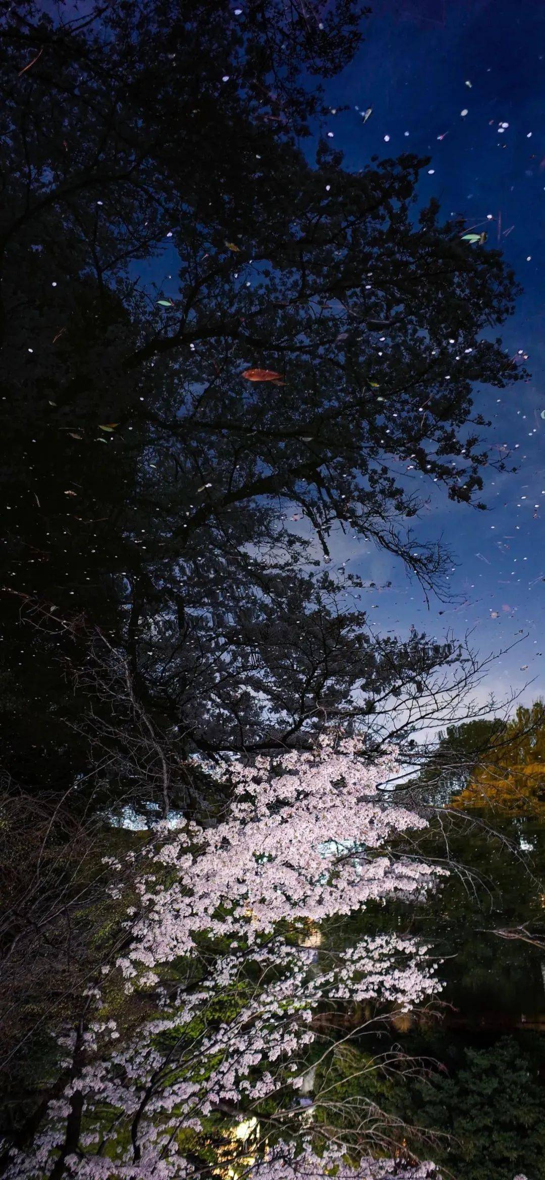 眼有星辰大海心有繁花似錦願流年不負願歲月可期